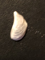 Dreissena polymorpha