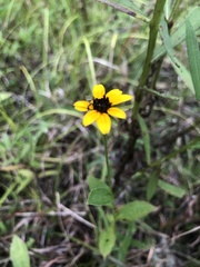 Rudbeckia terranigrae