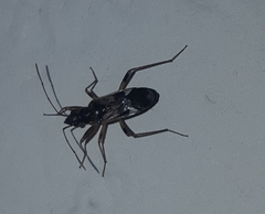 Myodochini