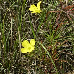 Oenothera berlandieri
