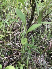 Rudbeckia terranigrae