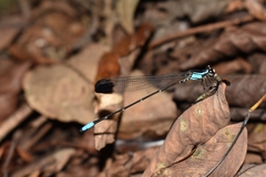 Platystictidae