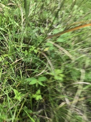 Rudbeckia terranigrae
