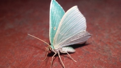Cyclothea disjuncta