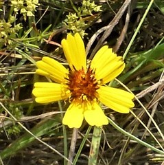 Thelesperma filifolium