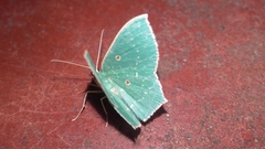 Cyclothea disjuncta