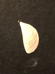 Dreissena polymorpha