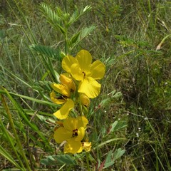 Chamaecrista fasciculata