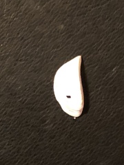 Dreissena polymorpha