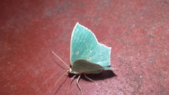 Cyclothea disjuncta