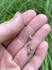 Carex foenea