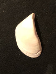 Dreissena polymorpha