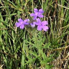 Glandularia bipinnatifida