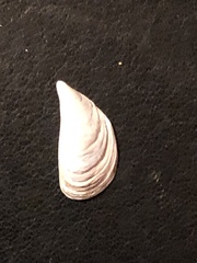 Dreissena polymorpha