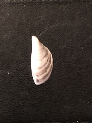 Dreissena polymorpha