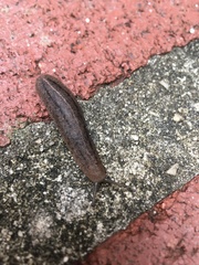 Leidyula floridana