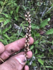 Physostegia angustifolia