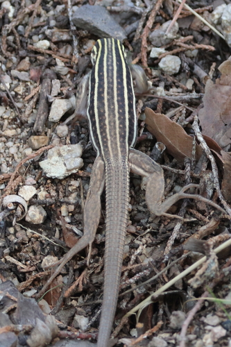 Gila Spotted Whiptail [flagellicaudus], Aspidoscelis sonorae