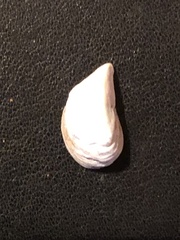 Dreissena polymorpha