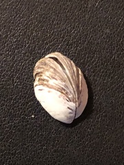 Dreissena polymorpha