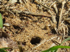 Tetramorium sericeiventre