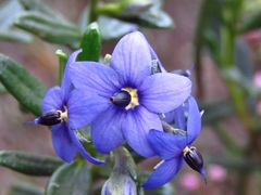 Halgania andromedifolia