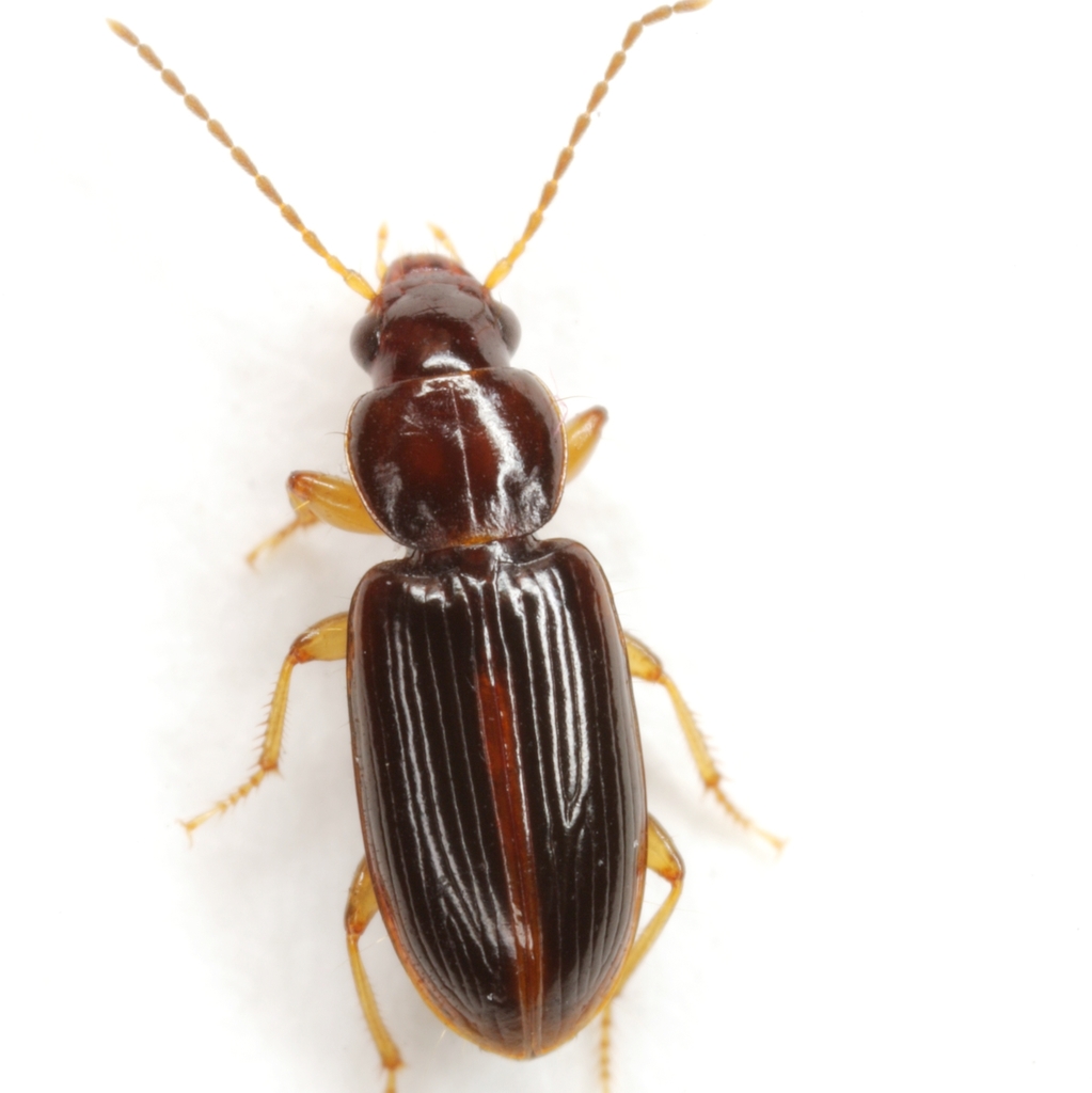 Bradycellus festinans