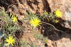 Heterotheca stenophylla