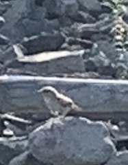 Salpinctes obsoletus