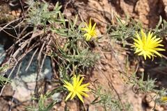 Heterotheca stenophylla