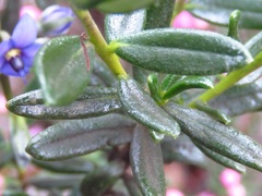 Halgania andromedifolia