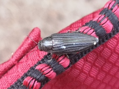 Buprestis striata