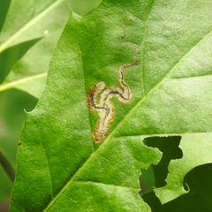 Stigmella quercipulchella