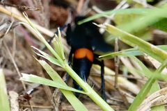 Psorthaspis brimleyi