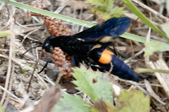 Psorthaspis brimleyi