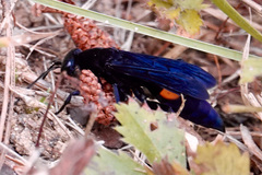 Psorthaspis brimleyi