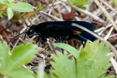 Psorthaspis brimleyi