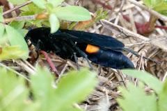 Psorthaspis brimleyi