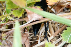 Psorthaspis brimleyi