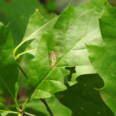 Stigmella quercipulchella