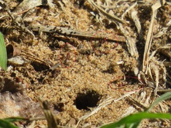 Tetramorium sericeiventre