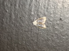 Glaphyria fulminalis