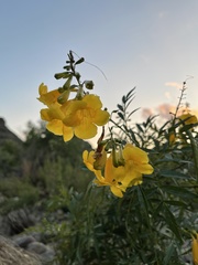 Tecoma stans angustata