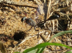 Tetramorium sericeiventre