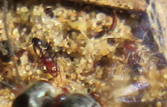Tetramorium sericeiventre