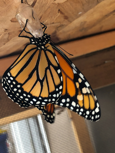 Monarch photographed in South Dakota