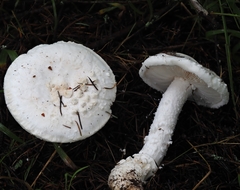 Amanita smithiana