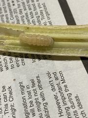 Eichlinia cucurbitae