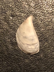 Dreissena polymorpha