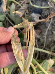 Eichlinia cucurbitae